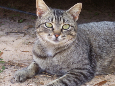 Bonnie, our Little Mama Kitty