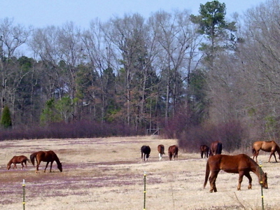 The lower pasture