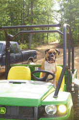 RJ, our gator chauffeur