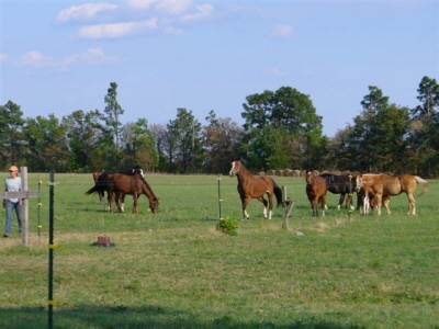 The Large Upper Pasture photo 1